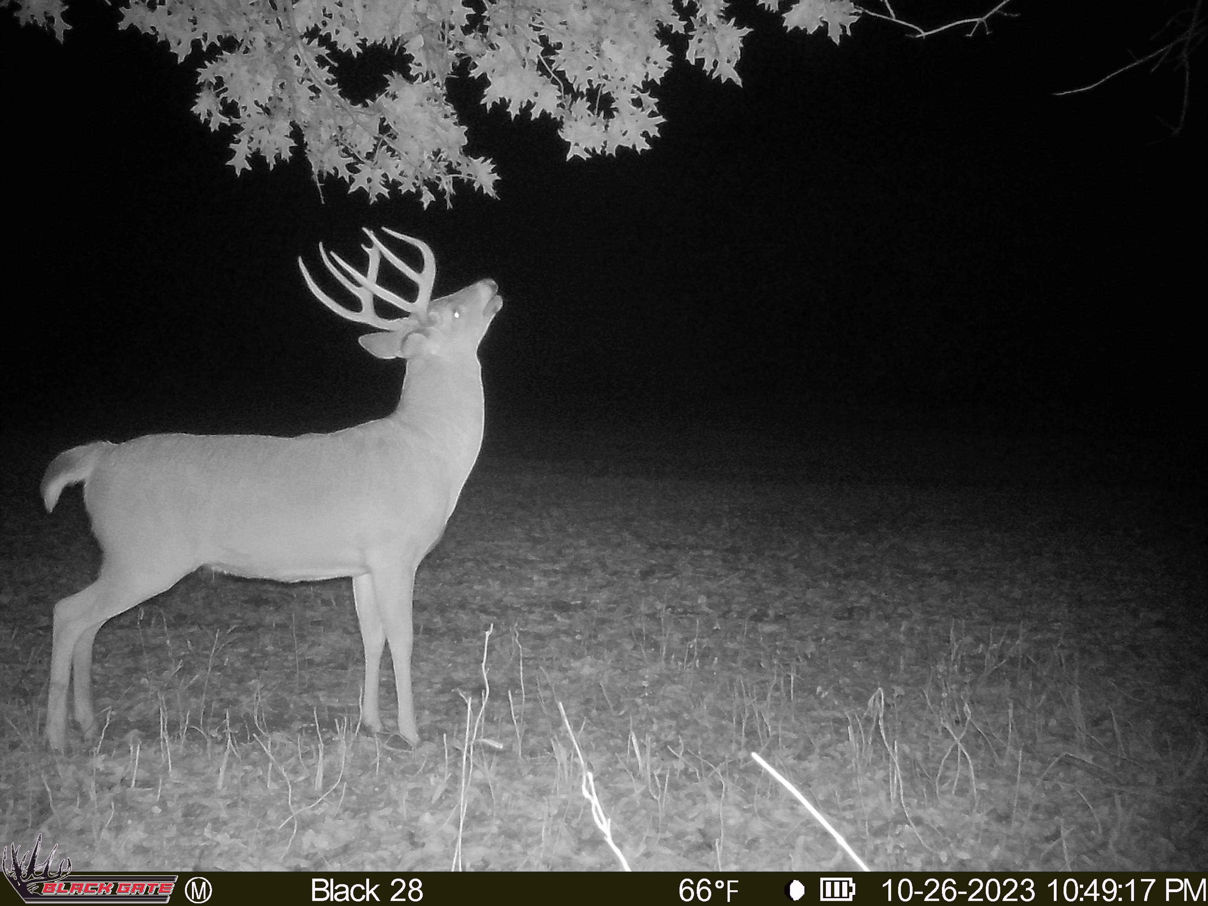 How to Set Up Trail Cameras for Scrape Line Monitoring This Fall