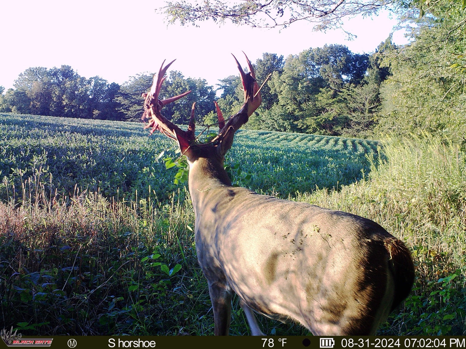 Late Summer Trail Camera Strategies for Early Season Deer Scouting