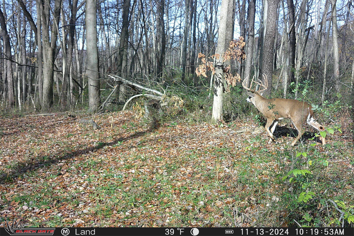 The Best Time of Day to Capture Deer on Trail Cameras (And Why It Matters)