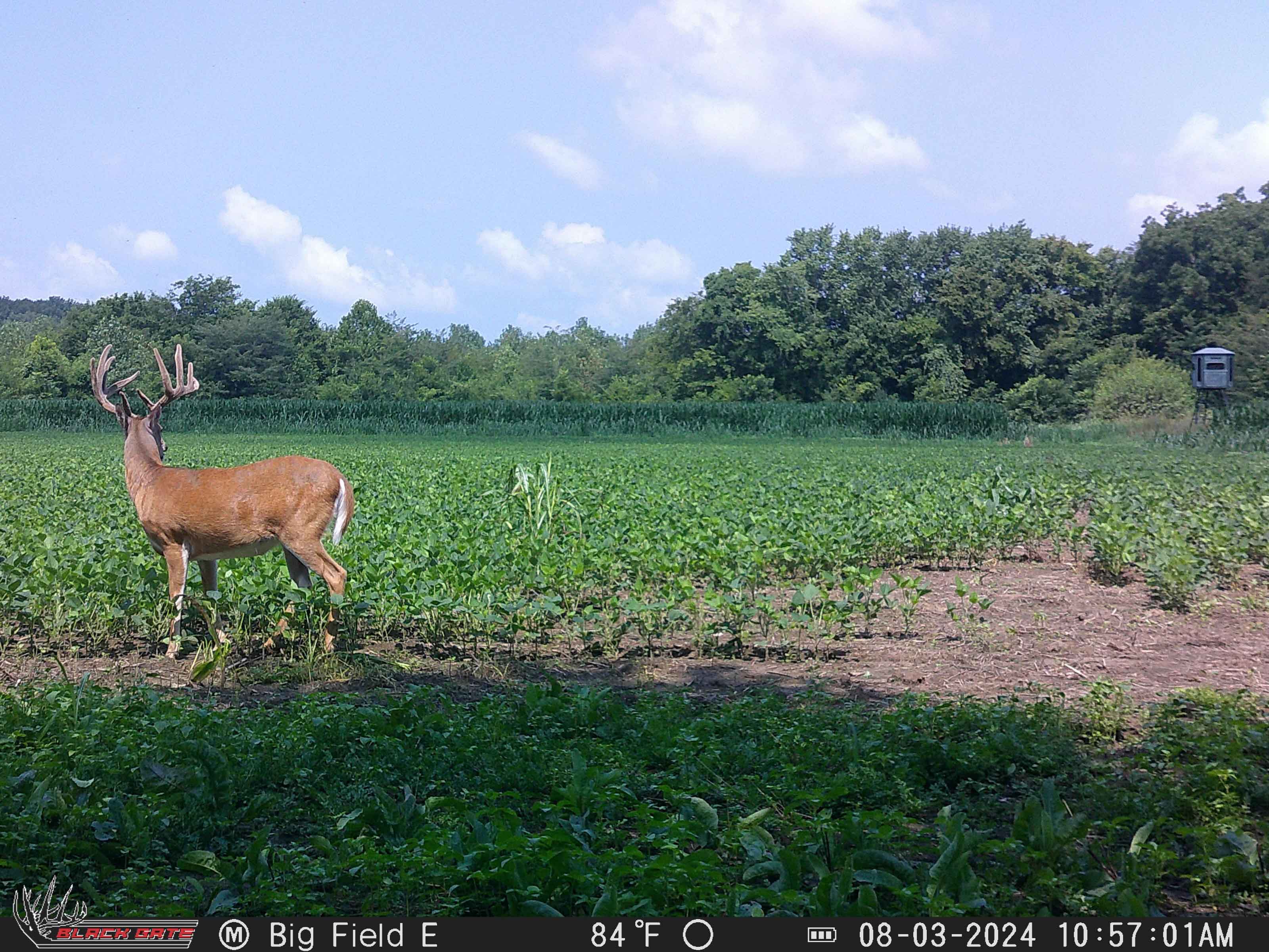 Trail Camera Setup for Food Plot Hunting: Best Angles, Timing, and Locations