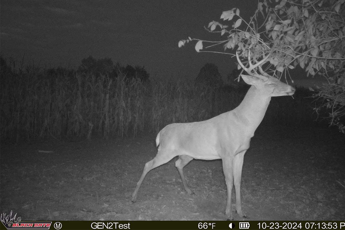 Two Week October Game Plan: Trail Camera Scouting to Run, Rut, and Recovery