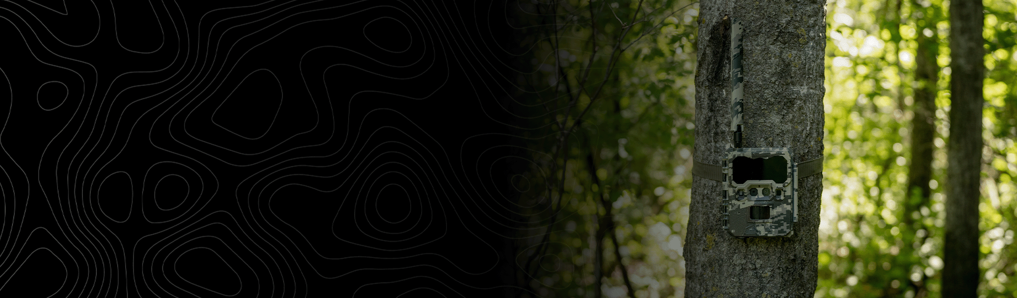 Banner image