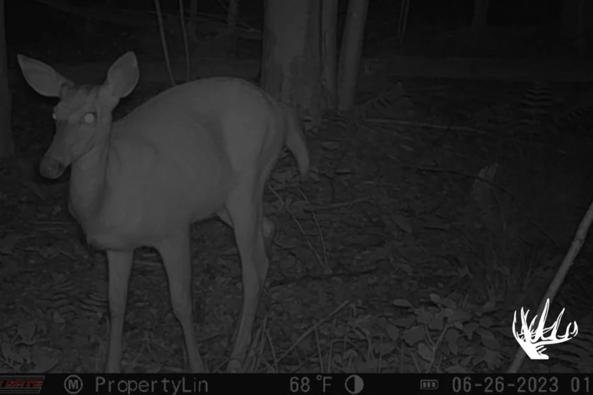 What is No Glow and Why It Is a MUST for Your Trail Camera