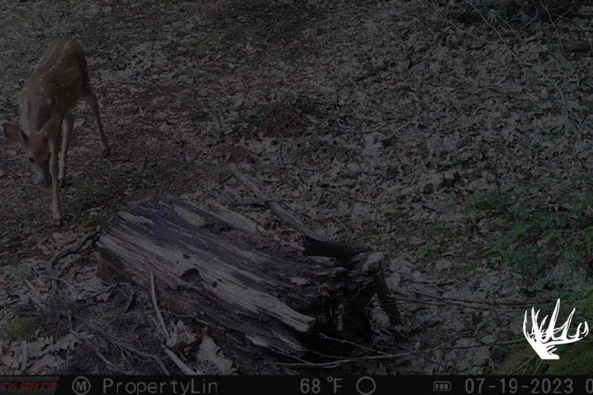 How to Determine When the Rut Will Happen At Your Property – Black Gate ...