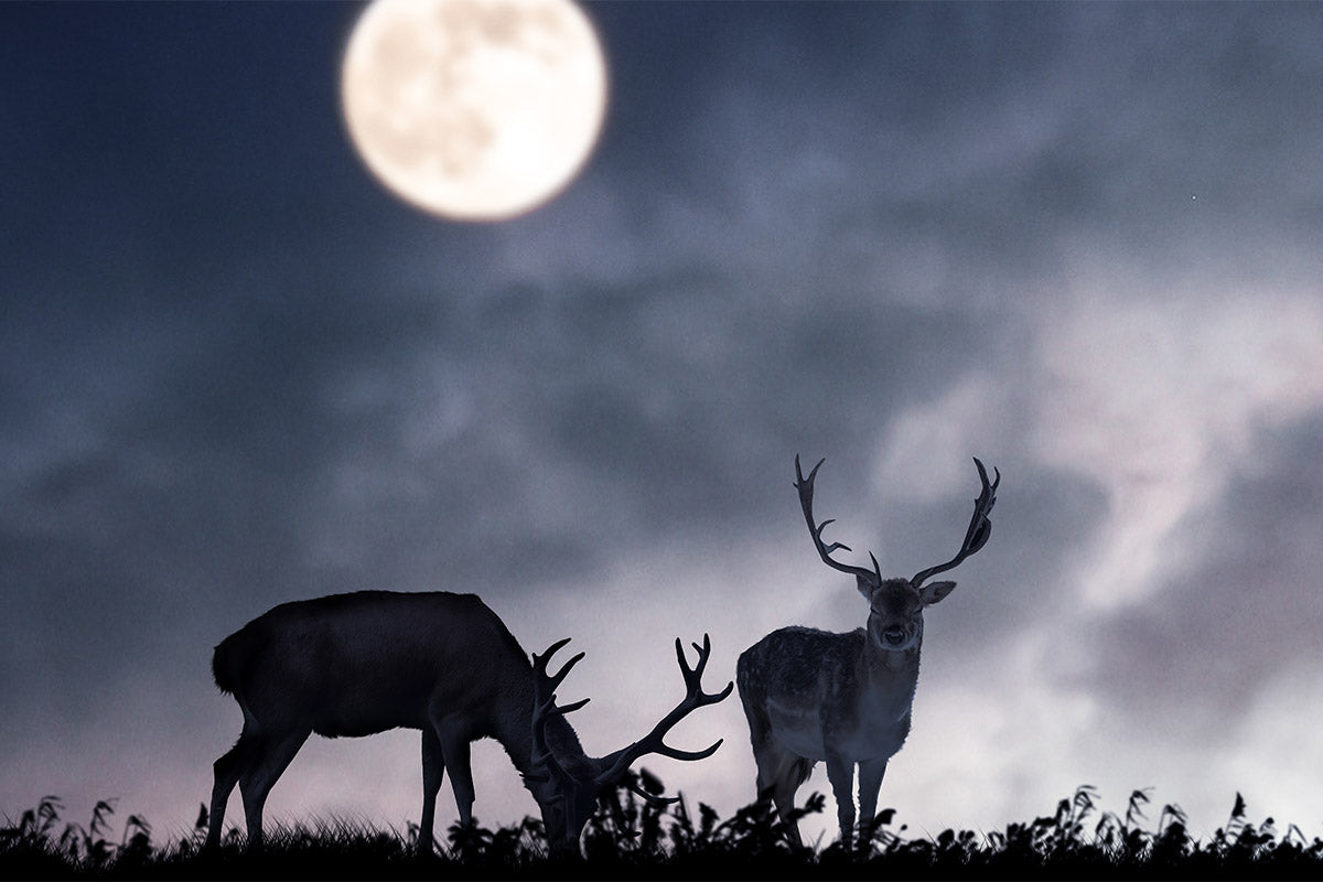 The Best Time of Day to Capture Deer on Trail Cameras (And Why It Matters)