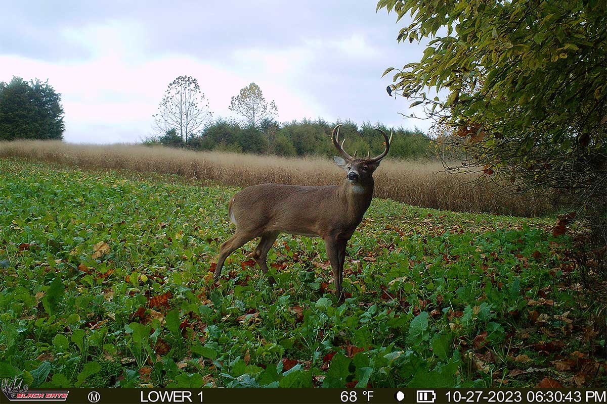October Food Sources Every Hunter Should Monitor With Trail Cameras