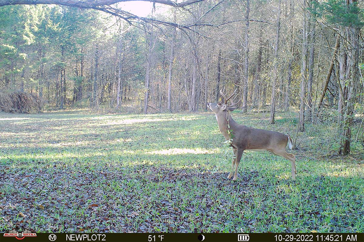Timing Is Everything: Best Times of Day to Capture Deer on Trail Cameras in October
