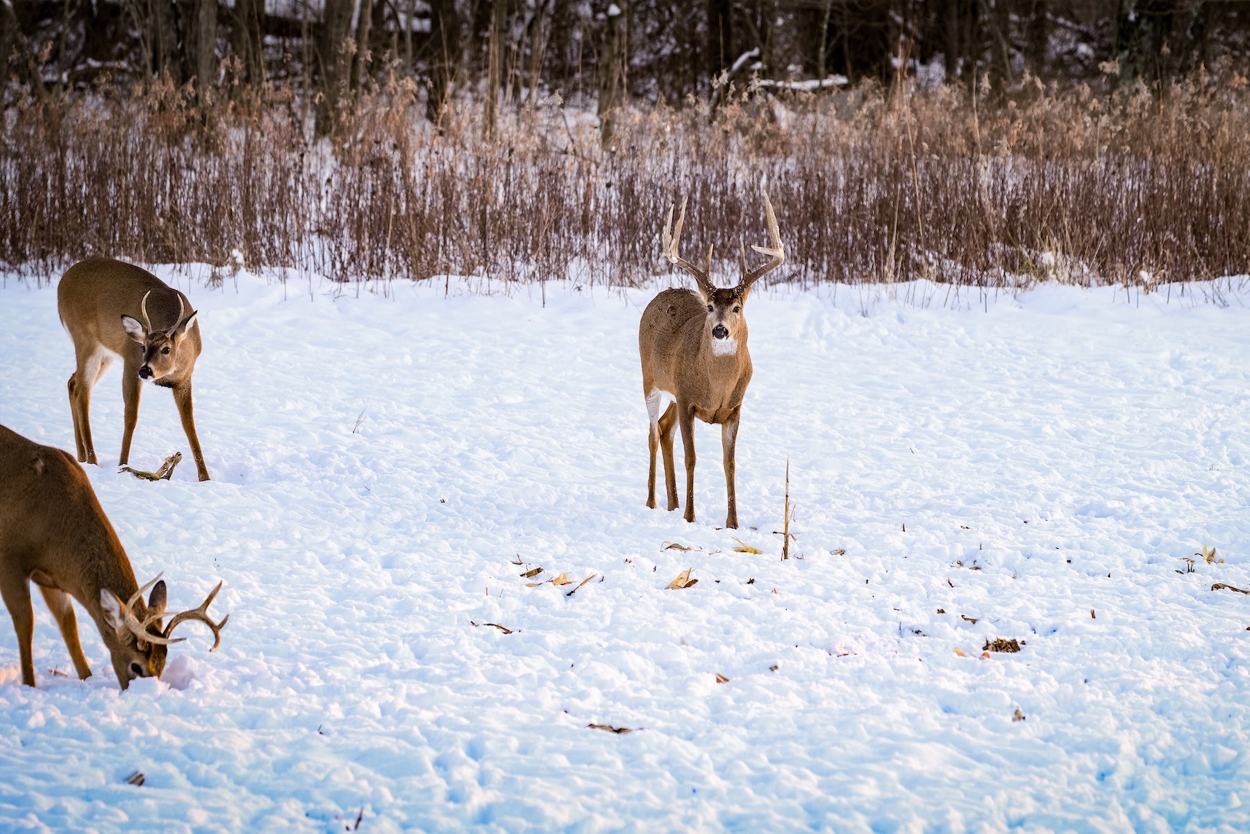 Interpreting Winter Game Patterns: What to Look for on Camera When Food & Cover Change