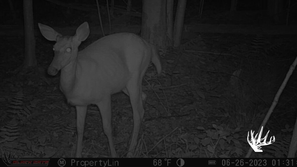 Trail Camera No Glow Black Gate Hunting